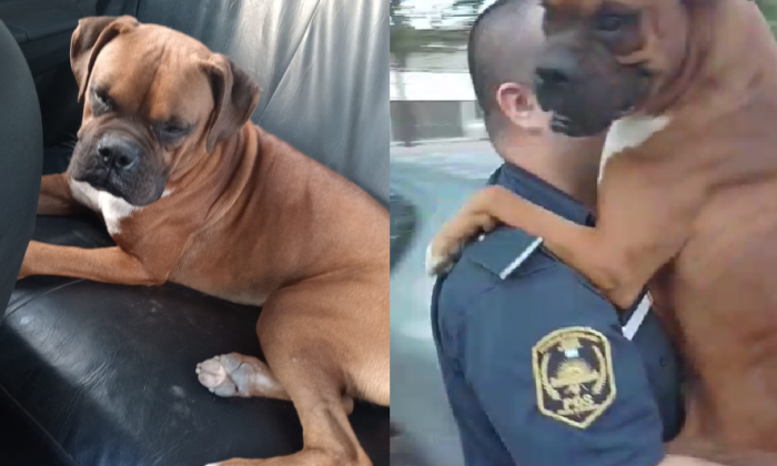 Florencio Varela: Final feliz, el perro de Tiziano, fue encontrado